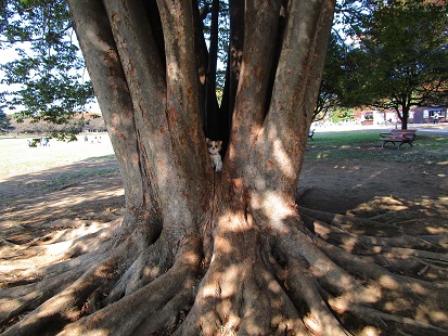 昭和記念公園へお散歩_d0006467_23474528.jpg