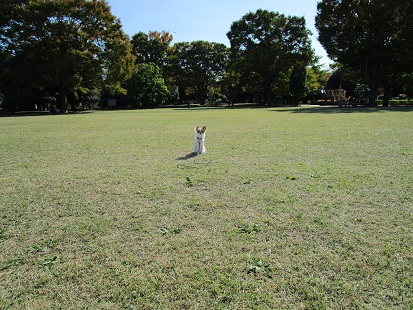 昭和記念公園へお散歩_d0006467_23495022.jpg