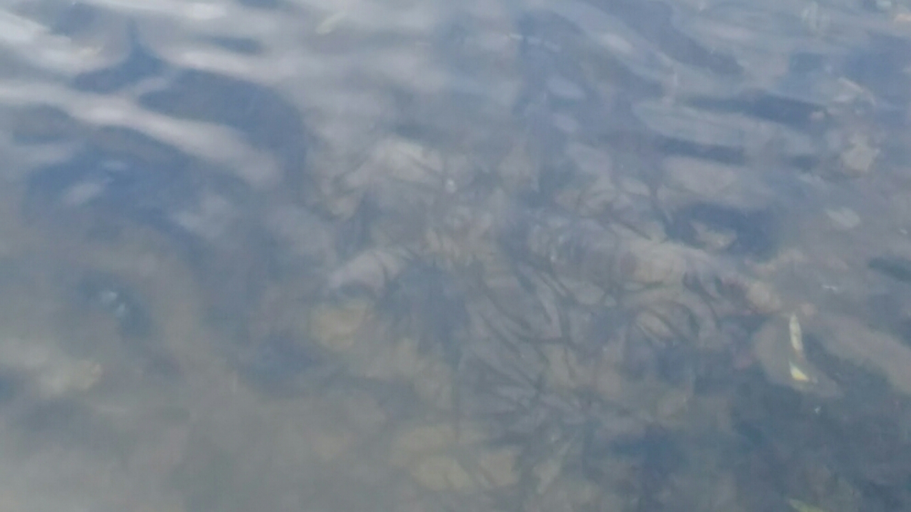 今日の釣果_c0160368_17272972.jpg