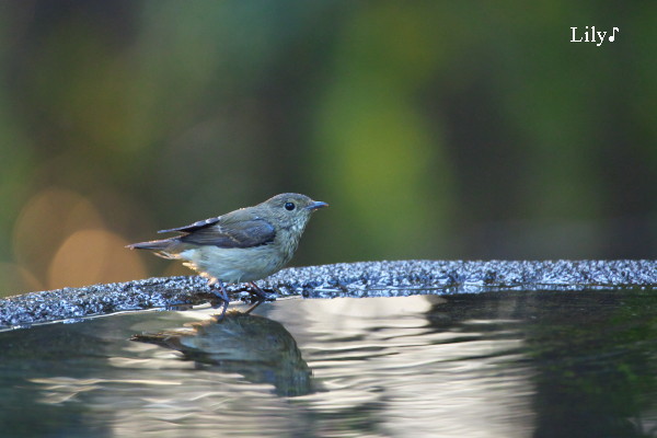 翼を清めて ＊ 鳥天使キビタキ♪_e0166574_23592326.jpg