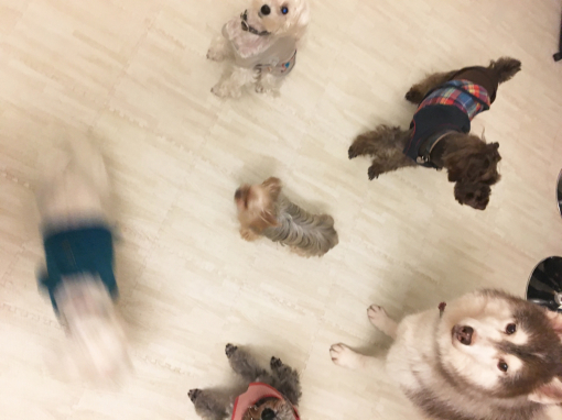 院長不在のお知らせ_c0245679_21082296.jpg