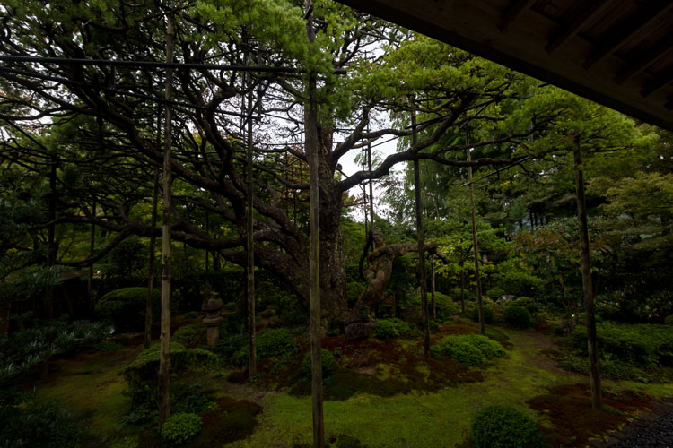 宝泉院_e0051888_23512959.jpg