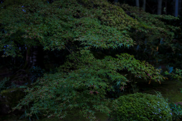 宝泉院_e0051888_2352046.jpg