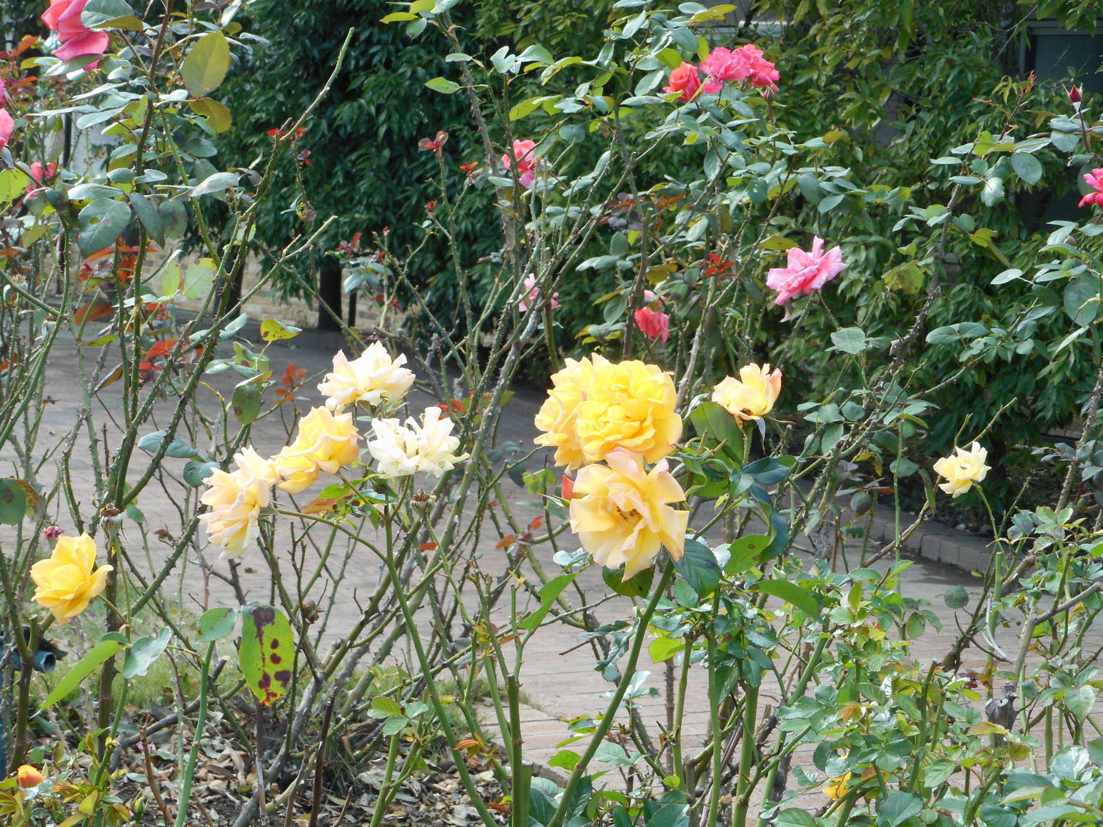 f0075595_00115974.jpg