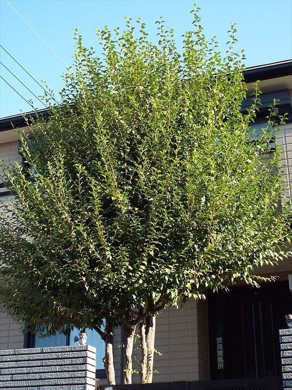 c0108198_15385947.jpg