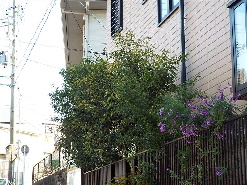 c0108198_153925100.jpg