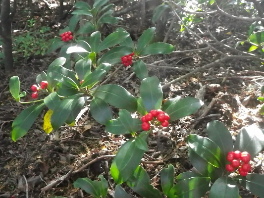 f0187402_21141533.jpg