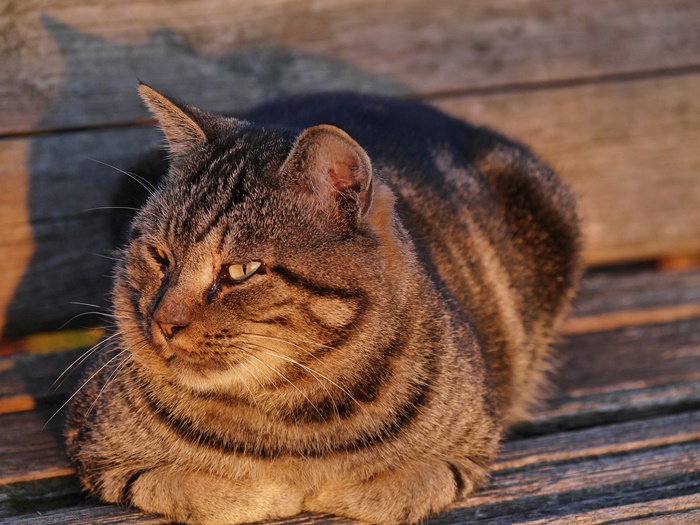 猫と自転車散歩と・・_c0187503_21365126.jpg