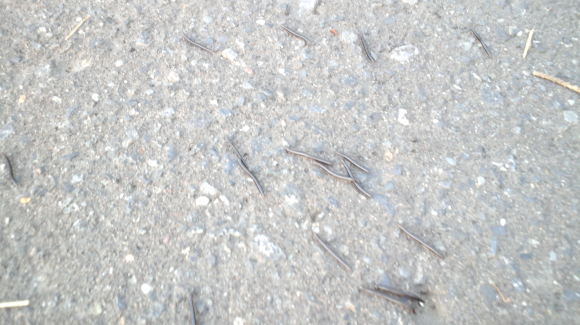 c0336907_18045192.jpg