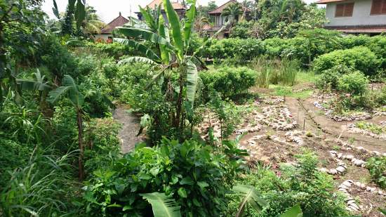 Moksa Plant-based Cuisine & Permaculture Garden@ Ubud (’16年9月＆10月）_f0319208_17245679.jpg