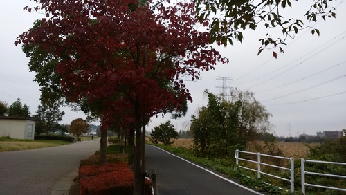 寒い秋の風景　花水木の紅葉　昆虫少なく腹を空かしたジョロウグモ_d0049909_10233817.jpg