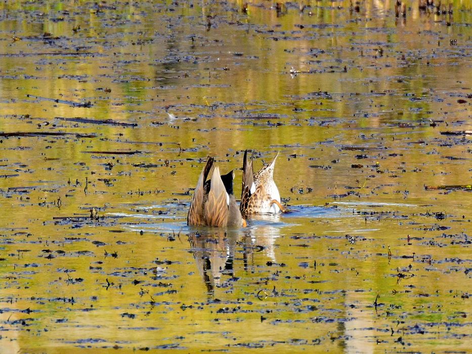 オカヨシガモが来てる！・・・・近所で鳥撮り♪_a0031821_205953.jpg