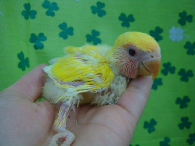 161105 インコ・フィンチ_f0189122_17144085.jpg