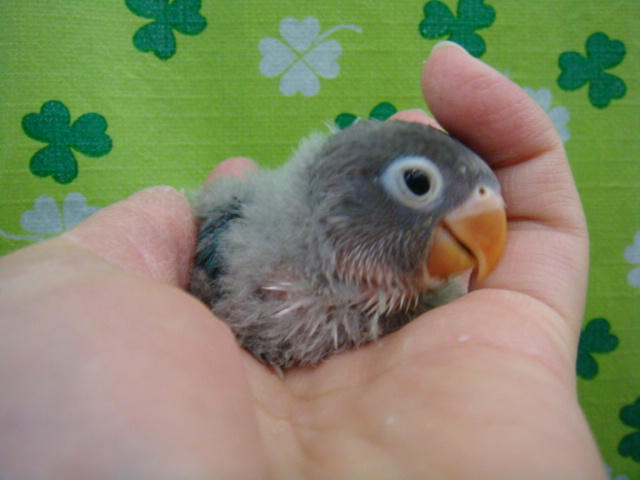 161105 インコ・フィンチ_f0189122_17213239.jpg