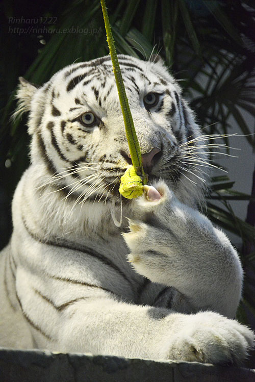 16 11 5 ニフレル ホワイトタイガーのアクア その1 White Tiger 青空に浮かぶ月を眺めながら