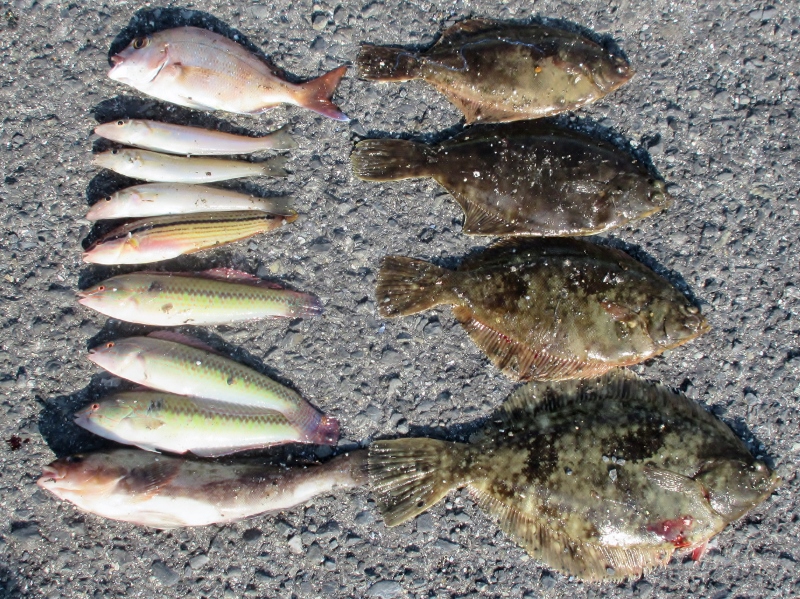 夏の魚と冬の魚が同居 すすむの気まぐれ釣り日記 夏の魚と冬の魚が同居 すすむの気まぐれ釣り日記