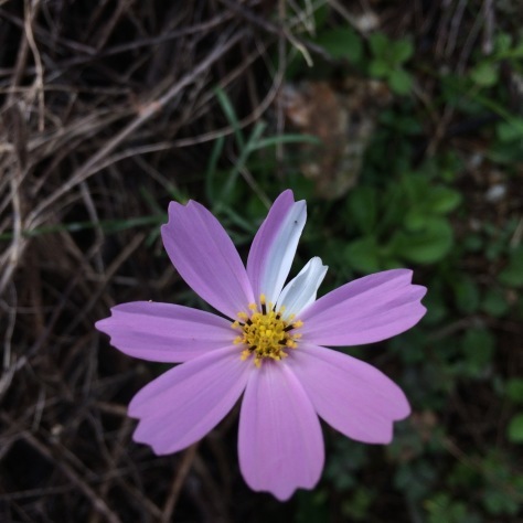 c0077330_16093365.jpg