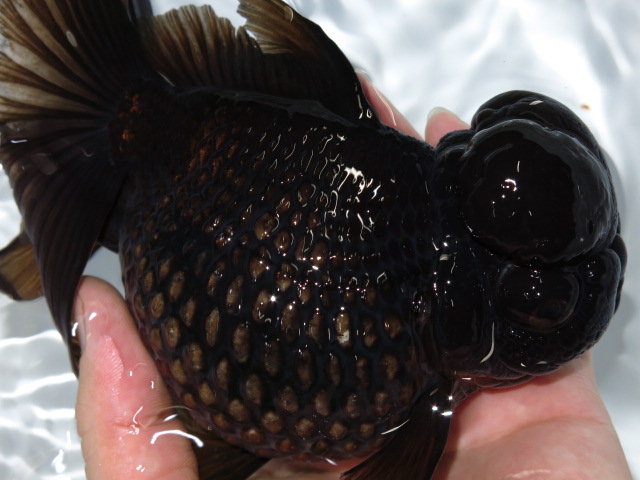 黒竜 薩摩産 フルタニ金魚倶楽部blog 黒竜 薩摩産 フルタニ金魚倶楽部blog