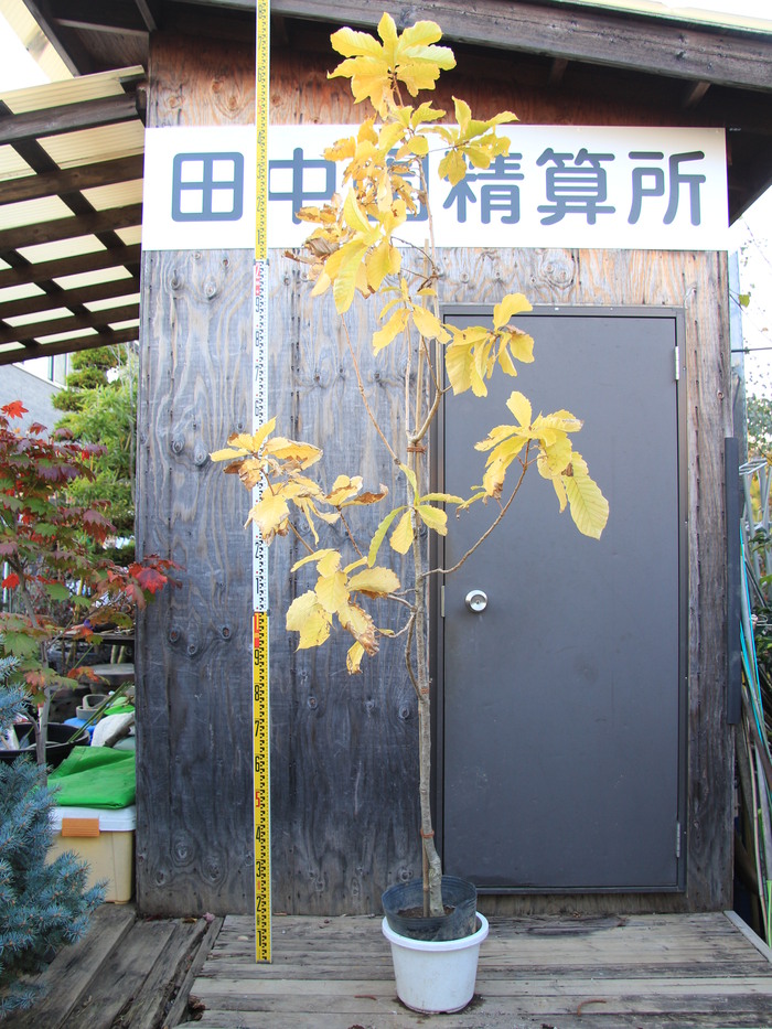 オウゴンカシワ 黄金柏 販売 画像 写真 価格 値段 庭木 安行 植木 シンボルツリー お問い合わせ商品 田中園 Shop Tanakaen Jp Web Magazine