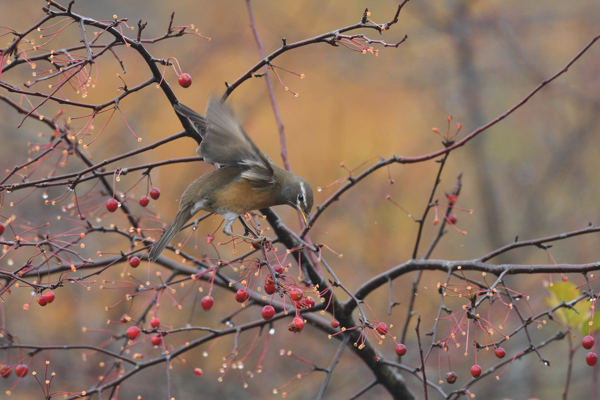 ２０１６年１０月、１１月の鳥たち  _a0039245_21583770.jpg