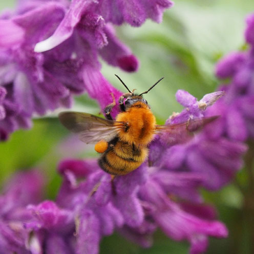 トラマルハナバチの花粉玉の作り方 Tom S Photo