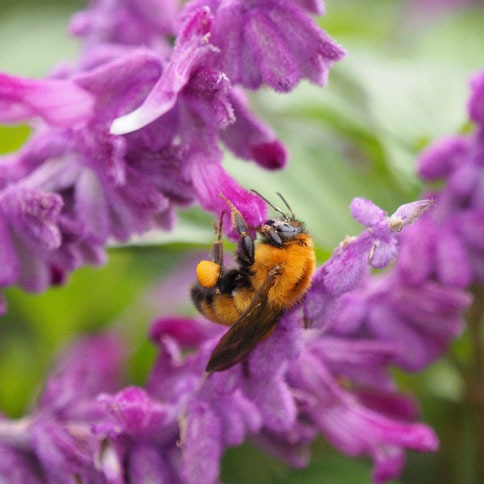 トラマルハナバチの花粉玉の作り方 Tom S Photo トラマルハナバチの花粉玉の作り方 Tom S Photo