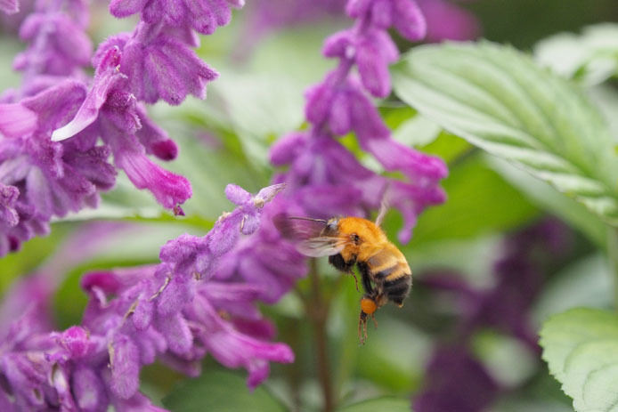 トラマルハナバチの花粉玉の作り方 Tom S Photo