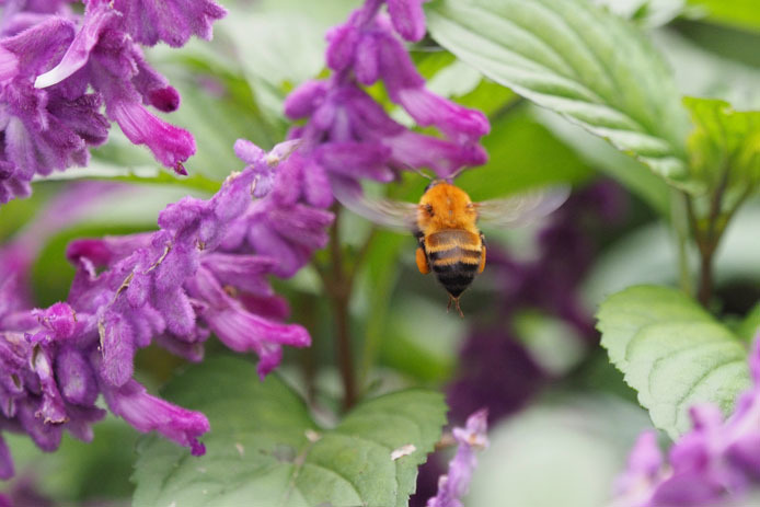トラマルハナバチの花粉玉の作り方 Tom S Photo