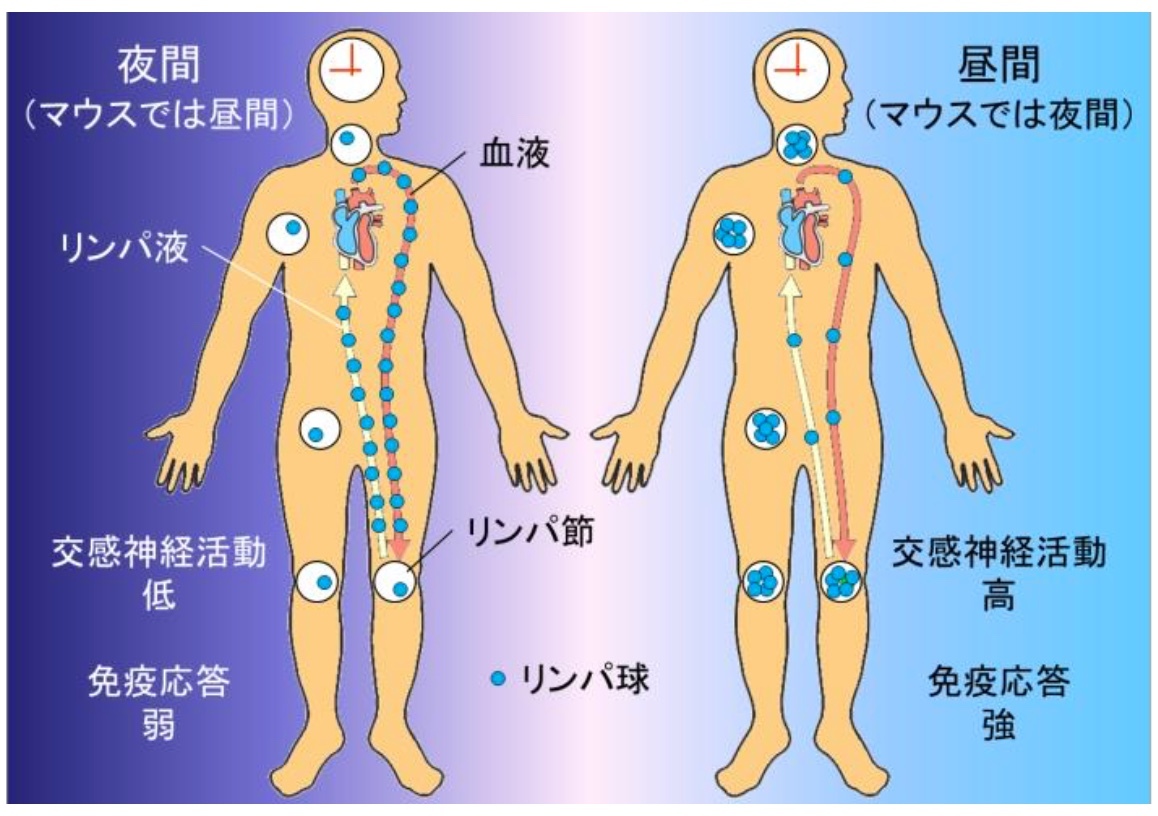 予防接種は午前中が効果的？_b0102247_20405554.jpeg