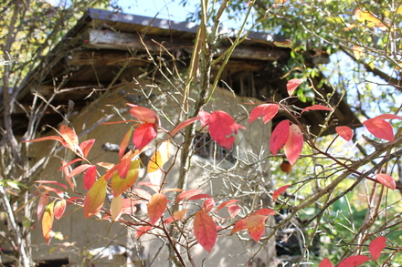 秋の風景 おやすみな祭_d0249047_10171933.jpg