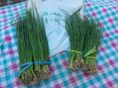 玉ねぎの苗、植えてみよう!200本_c0330749_15053680.jpg