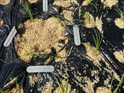 玉ねぎの苗、植えてみよう!200本_c0330749_15055086.jpg
