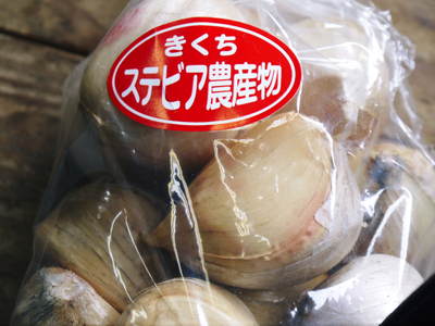 熊本産ステビアにんにく 平成29年度の収穫へ向け定植作業の様子_a0254656_16322934.jpg