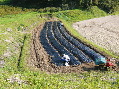熊本産ステビアにんにく 平成29年度の収穫へ向け定植作業の様子_a0254656_16412753.jpg