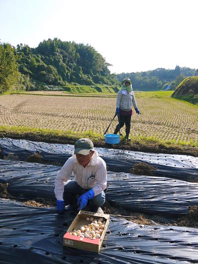 熊本産ステビアにんにく 平成29年度の収穫へ向け定植作業の様子_a0254656_1733186.jpg