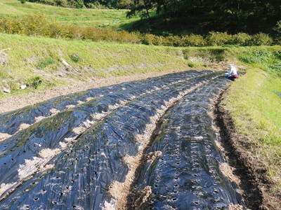 熊本産ステビアにんにく 平成29年度の収穫へ向け定植作業の様子_a0254656_1775526.jpg