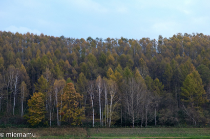 d0340565_20173589.jpg