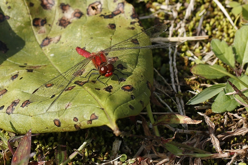 b0088772_09152529.jpg