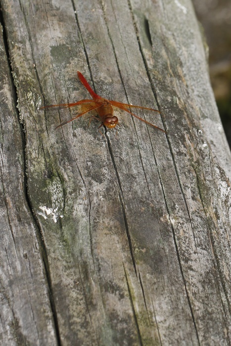 b0088772_09153214.jpg