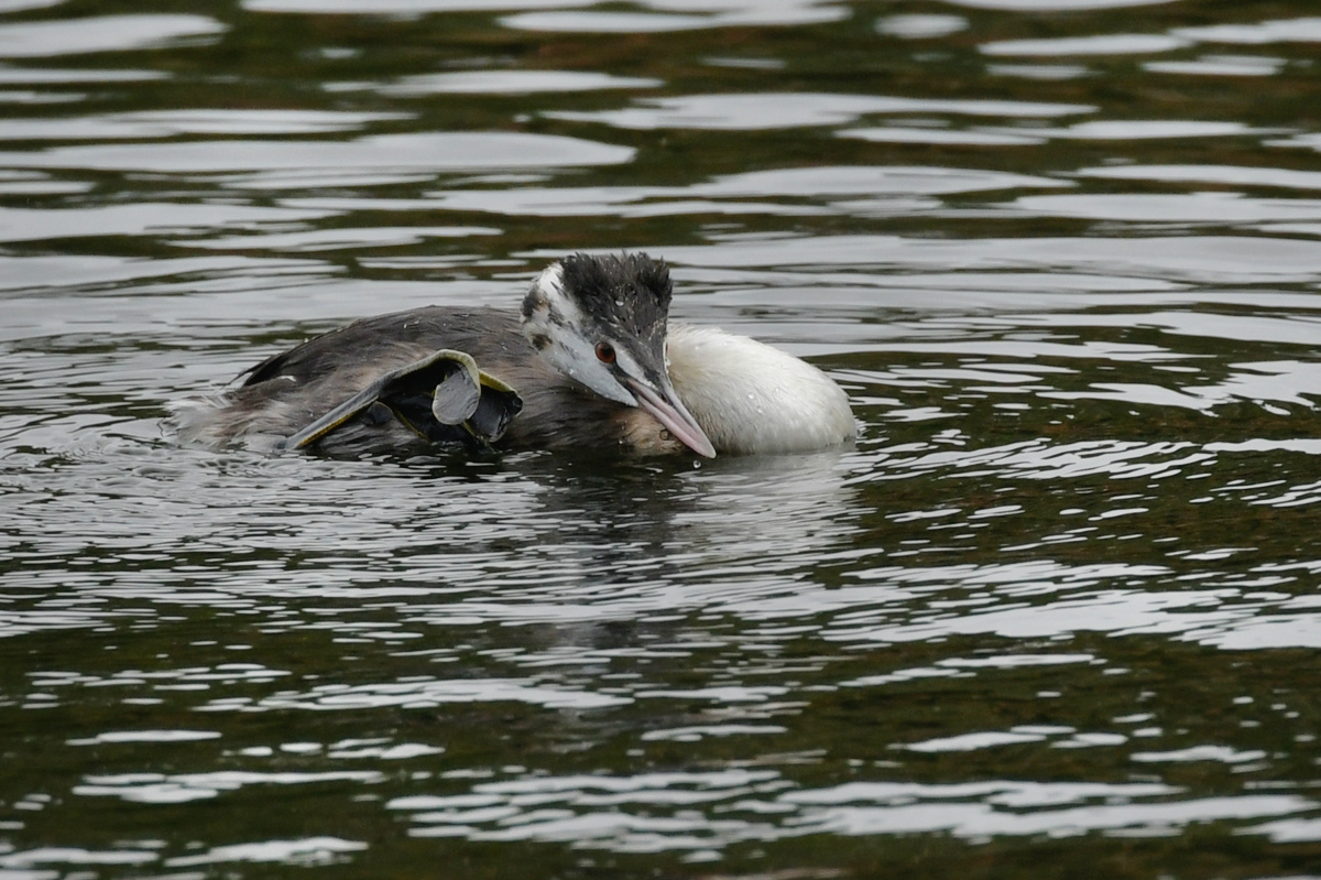 カンムリカイツブリ スズガモ_f0053272_10164997.jpg