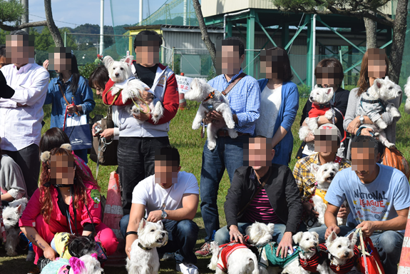 ♪ダニエル WP 2016 どこを見ても白犬さ～んの集合写真～ヽ(*^^*)ノ ♪_b0242873_12175267.png