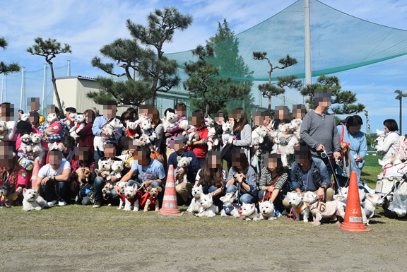 ♪ダニエル WP 2016 どこを見ても白犬さ～んの集合写真～ヽ(*^^*)ノ ♪_b0242873_12195733.png