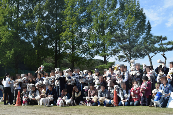 ♪ダニエル WP 2016 どこを見ても白犬さ～んの集合写真～ヽ(*^^*)ノ ♪_b0242873_12202479.png