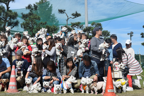 ♪ダニエル WP 2016 どこを見ても白犬さ～んの集合写真～ヽ(*^^*)ノ ♪_b0242873_12204985.png