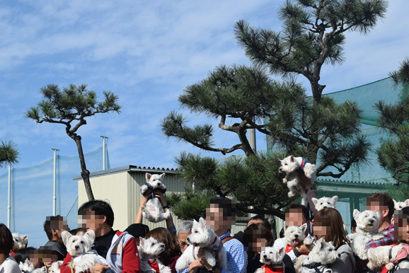 ♪ダニエル WP 2016 どこを見ても白犬さ～んの集合写真～ヽ(*^^*)ノ ♪_b0242873_12210437.png