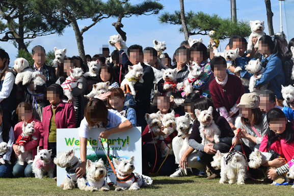 ♪ダニエル WP 2016 どこを見ても白犬さ～んの集合写真～ヽ(*^^*)ノ ♪_b0242873_12211738.png