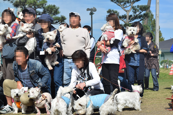 ♪ダニエル WP 2016 どこを見ても白犬さ～んの集合写真～ヽ(*^^*)ノ ♪_b0242873_12213016.png