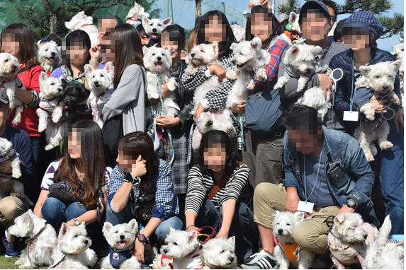 ♪ダニエル WP 2016 どこを見ても白犬さ～んの集合写真～ヽ(*^^*)ノ ♪_b0242873_12214112.png