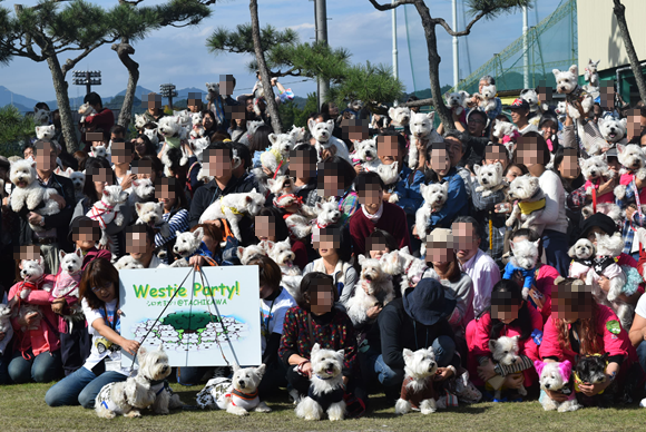 ♪ダニエル WP 2016 どこを見ても白犬さ～んの集合写真～ヽ(*^^*)ノ ♪_b0242873_12223510.png