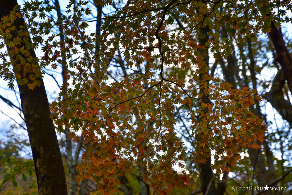 a0142976_17553996.jpg